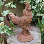 Cockerel