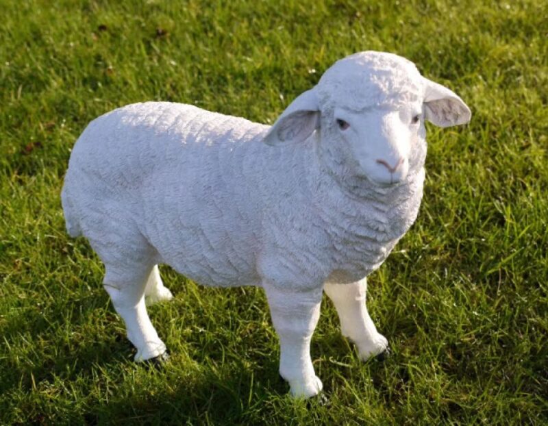 Standing Sheep