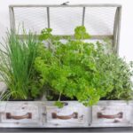 Triple Herb Planter