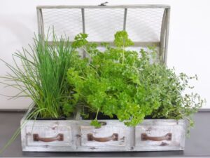 Triple Herb Planter