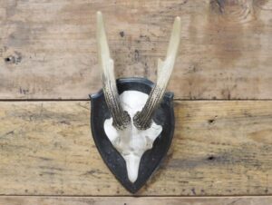 Skull Wall Decoration