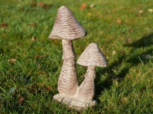 Mushrooms