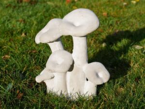 Mushrooms