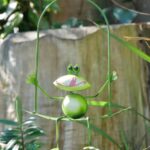 Frog On Leaf Swing