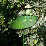 Bird Feeder - Frog